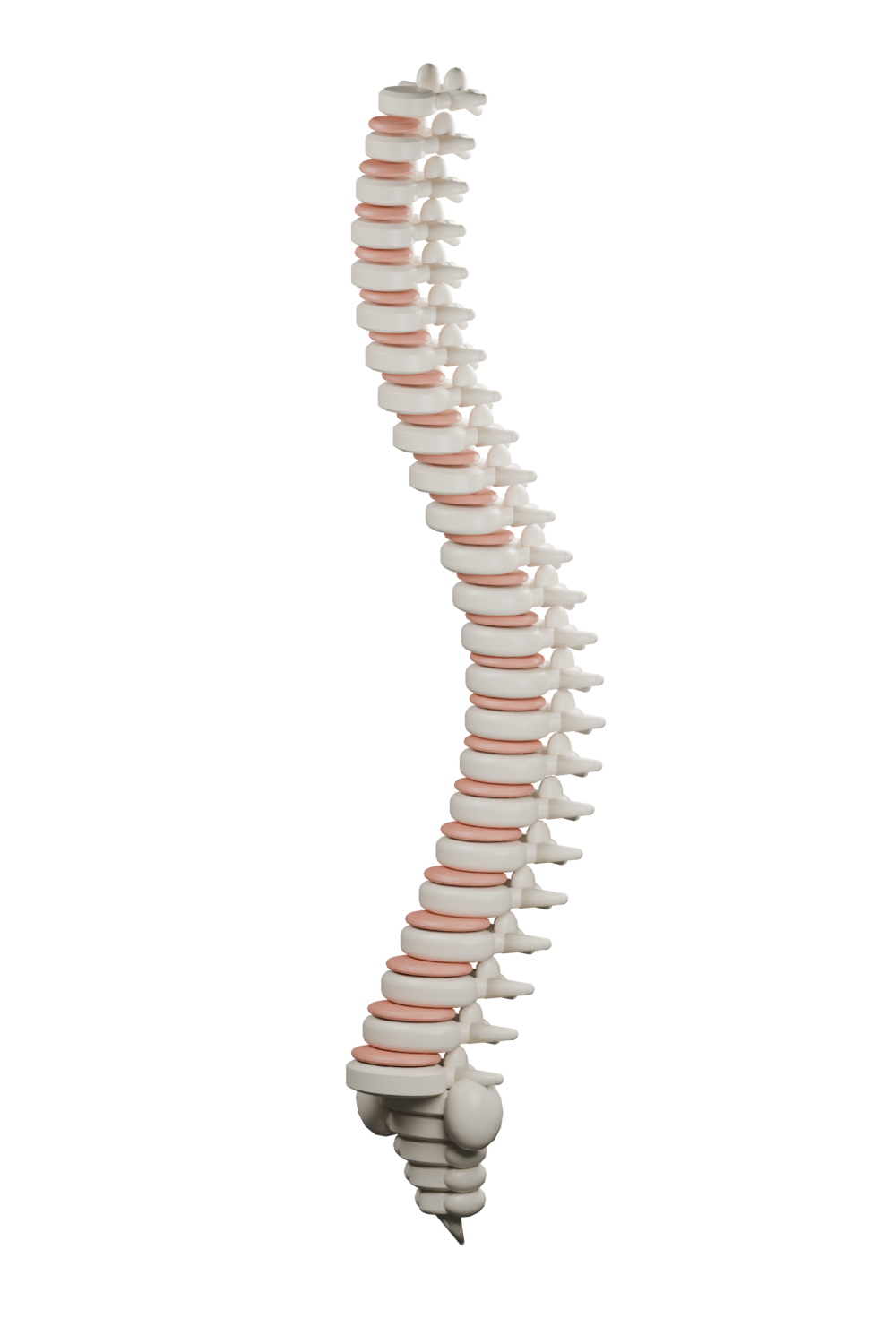 Custom three-dimensional spine illustration with ivory vertebrae and coral discs